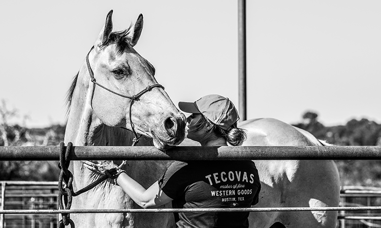 Horse Tied to Metal Fence